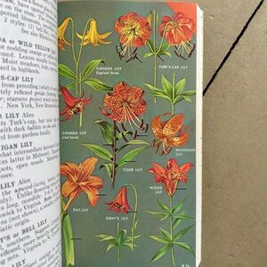 1968 A Field Guide to Wildflowers Northeastern North Central North America Lily
